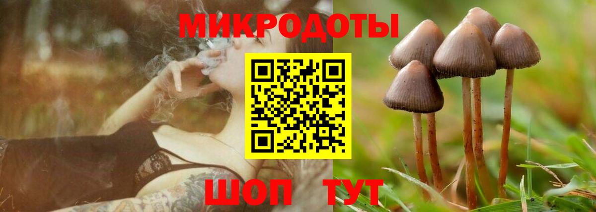 Галлюциногенные грибы Psilocybe  Фрязино 